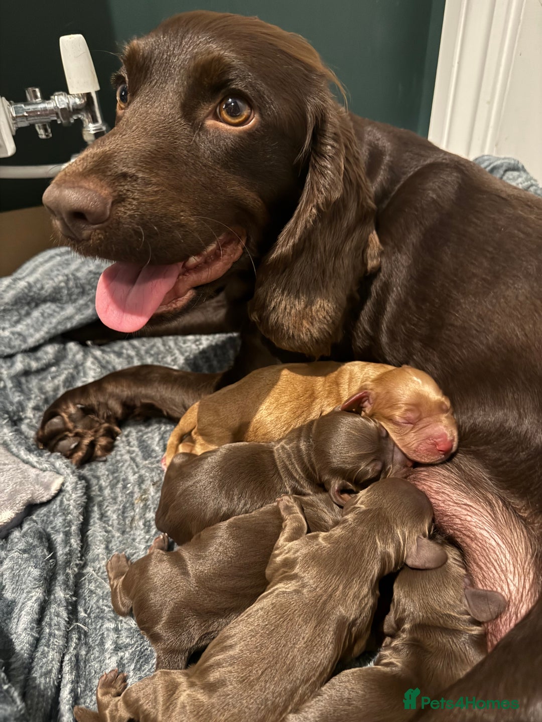 Cocker Spaniel dogs for sale: Cocker Spaniel Pups 🐶  - Image 3