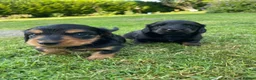 Miniature Dachshund dogs for sale: Miniature long haired dachshunds - Advert 11