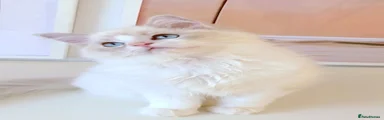 Ragdoll 2