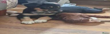 Border Collie 2