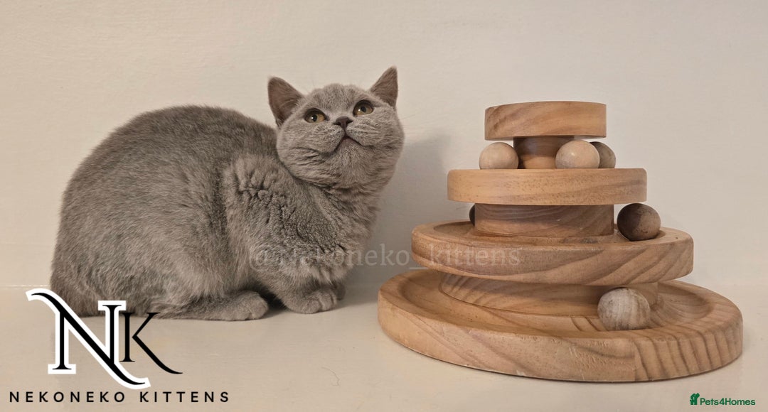 British Shorthair cats for sale: GORGEOUS GCCF REG TEDDYS 🐻🧸 READY TO LEAVE ❗️❗️ - Image 23