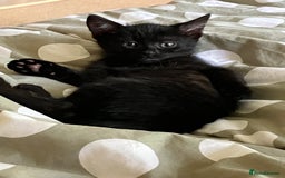 British Shorthair cats for sale: 2 kittens looking for forever home  - Image 11