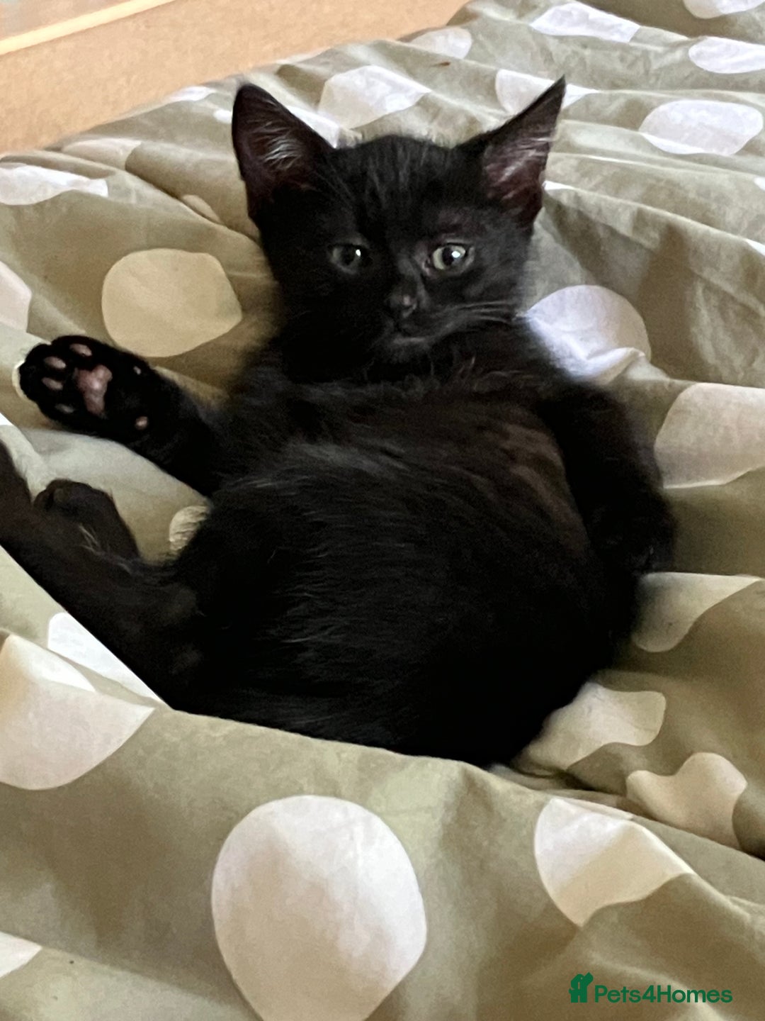 British Shorthair cats for sale: 2 kittens looking for forever home  - Image 11