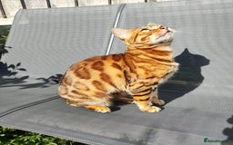 Bengal cats for sale: 🐆 Stunning TICA Registered Bengals Available 🐾 - Image 7