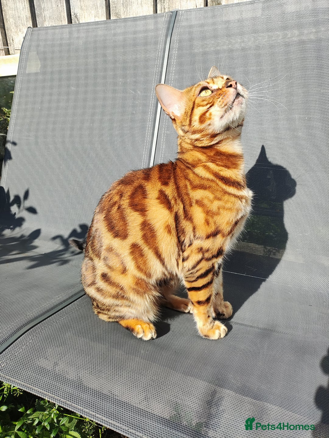Bengal cats for sale: 🐆 Stunning TICA Registered Bengals Available 🐾 - Image 7