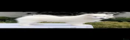 Samoyed dogs for sale: Beautiful Samoyed female puppy kc - Advert 3
