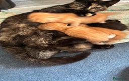 Domestic Shorthair cats for sale: Kittens 4 sale - Image 8