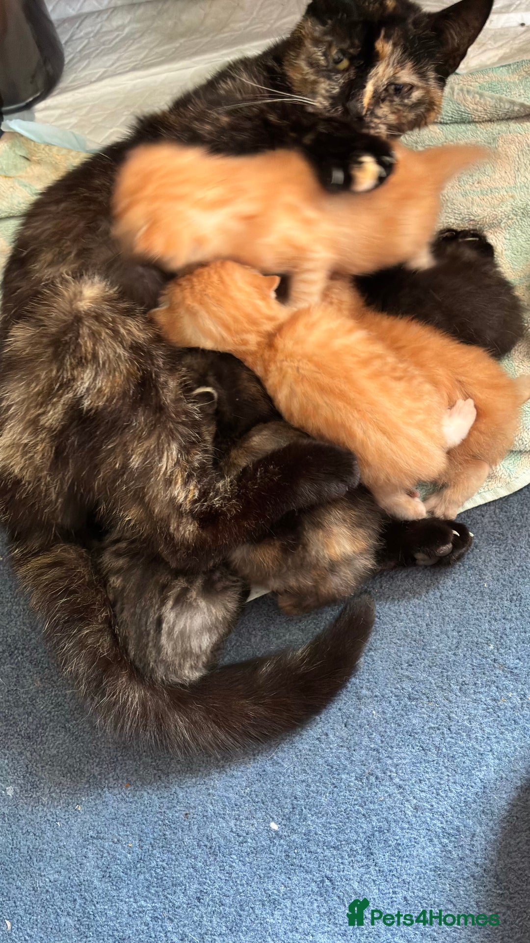 Domestic Shorthair cats for sale: Kittens 4 sale - Image 8