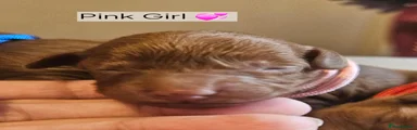 Pink girl