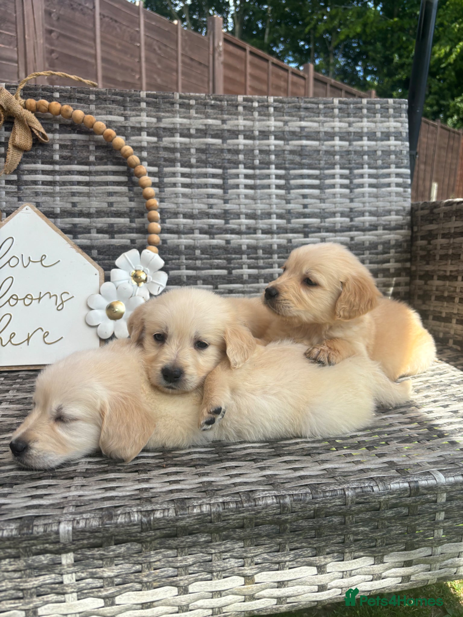 Golden Retriever dogs for sale: Golden retriever puppy’s  - Advert 5