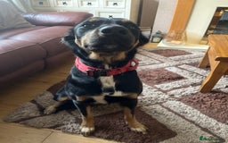 Mixed Breed dogs for sale: Huntaway x kelpie - Image 2