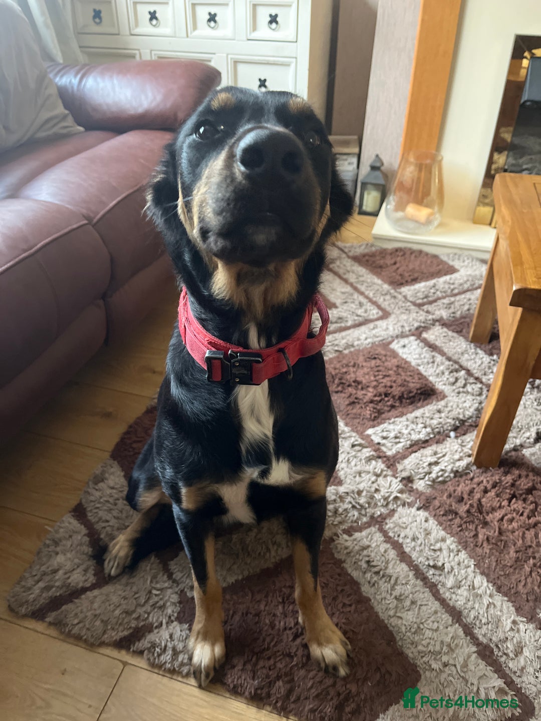 Mixed Breed dogs for sale: Huntaway x kelpie - Image 2