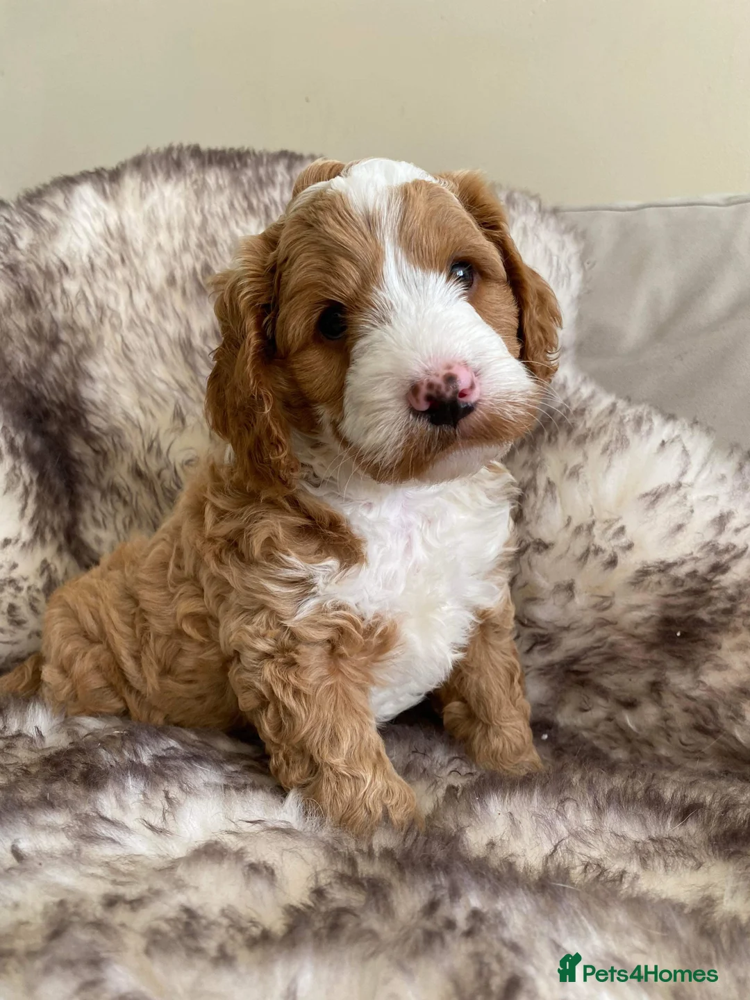 Cockapoo dogs for stud: STUD - F1 Red and white Cockapoo - Health Clear in York - Advert 23