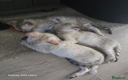 Bengal cats for sale: 3 beautiful pure snow bengal kitten  - Image 2