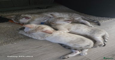 Bengal cats - Advert 6