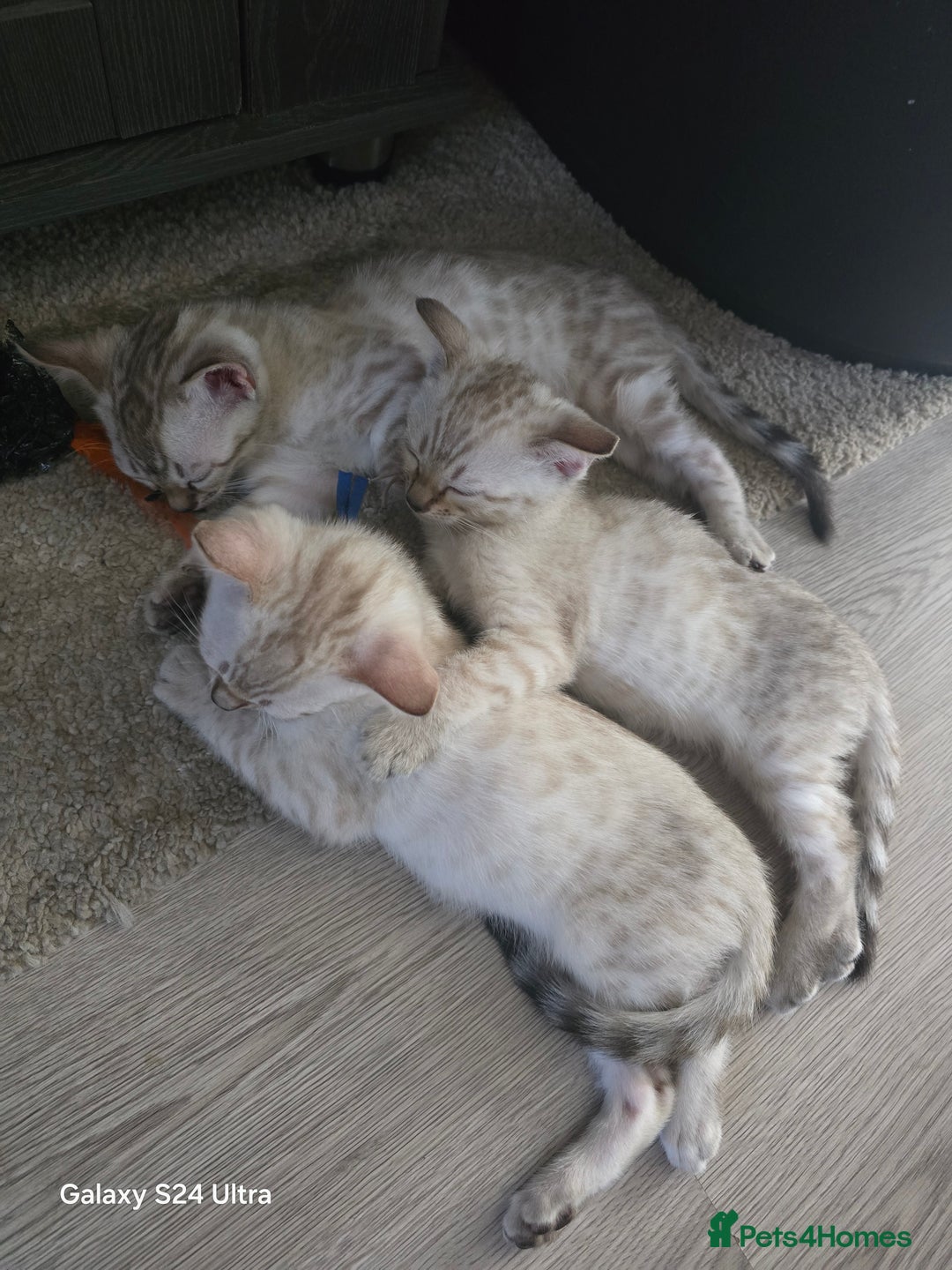 Bengal cats for sale: 3 beautiful pure snow bengal kitten  - Image 2