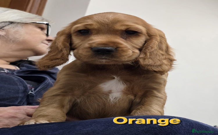 Cocker Spaniel dogs - Advert 6