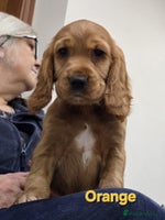 Cocker Spaniel dogs - Advert 9