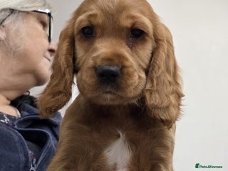 Cocker Spaniel dogs - Advert 2