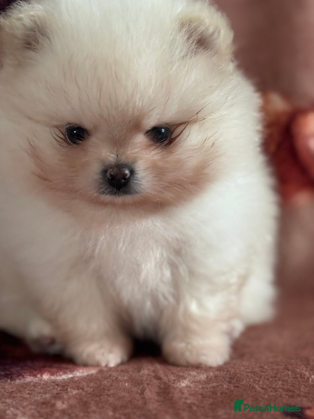 Pomeranian dogs for sale: Male Pomeranian  - Image 10