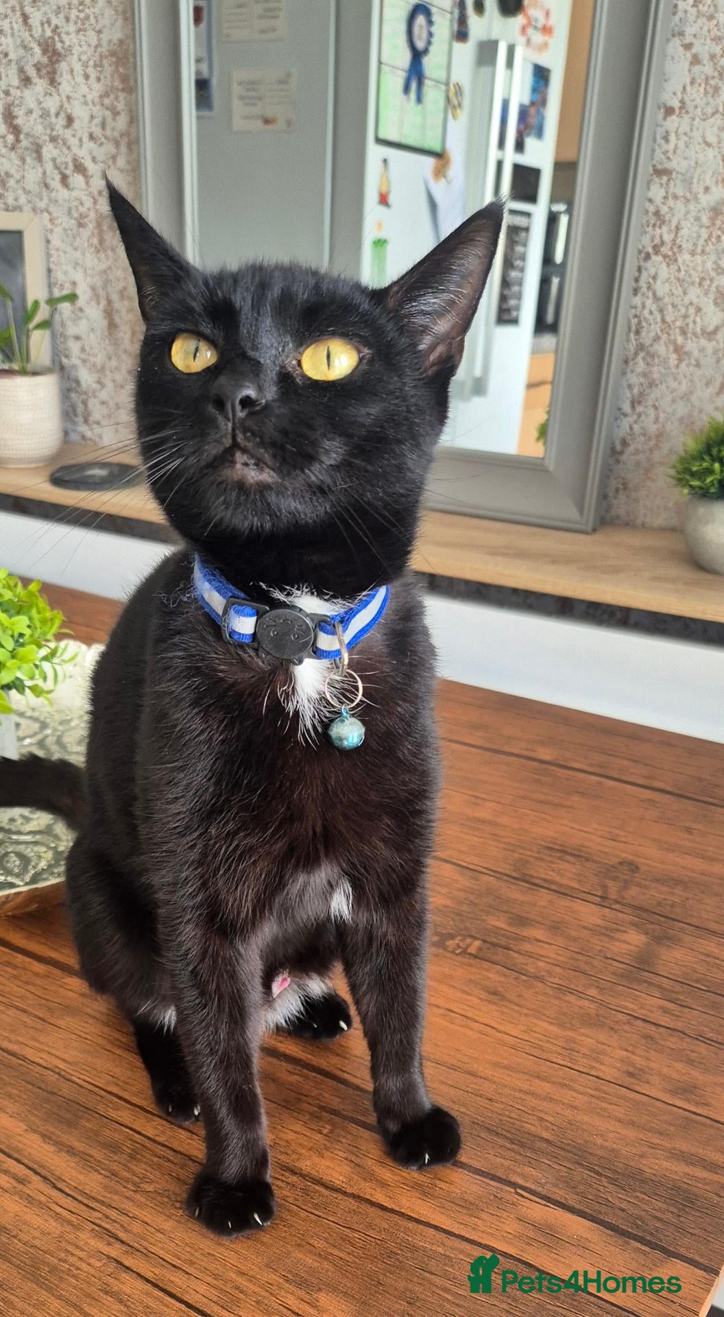 Mixed Breed cats Beautiful Black Kittens Looking for Forever Home  - Advert 2