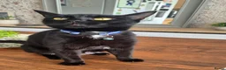 Mixed Breed cats for sale: Beautiful Black Kittens Looking for Forever Home  in Preston - Advert 1
