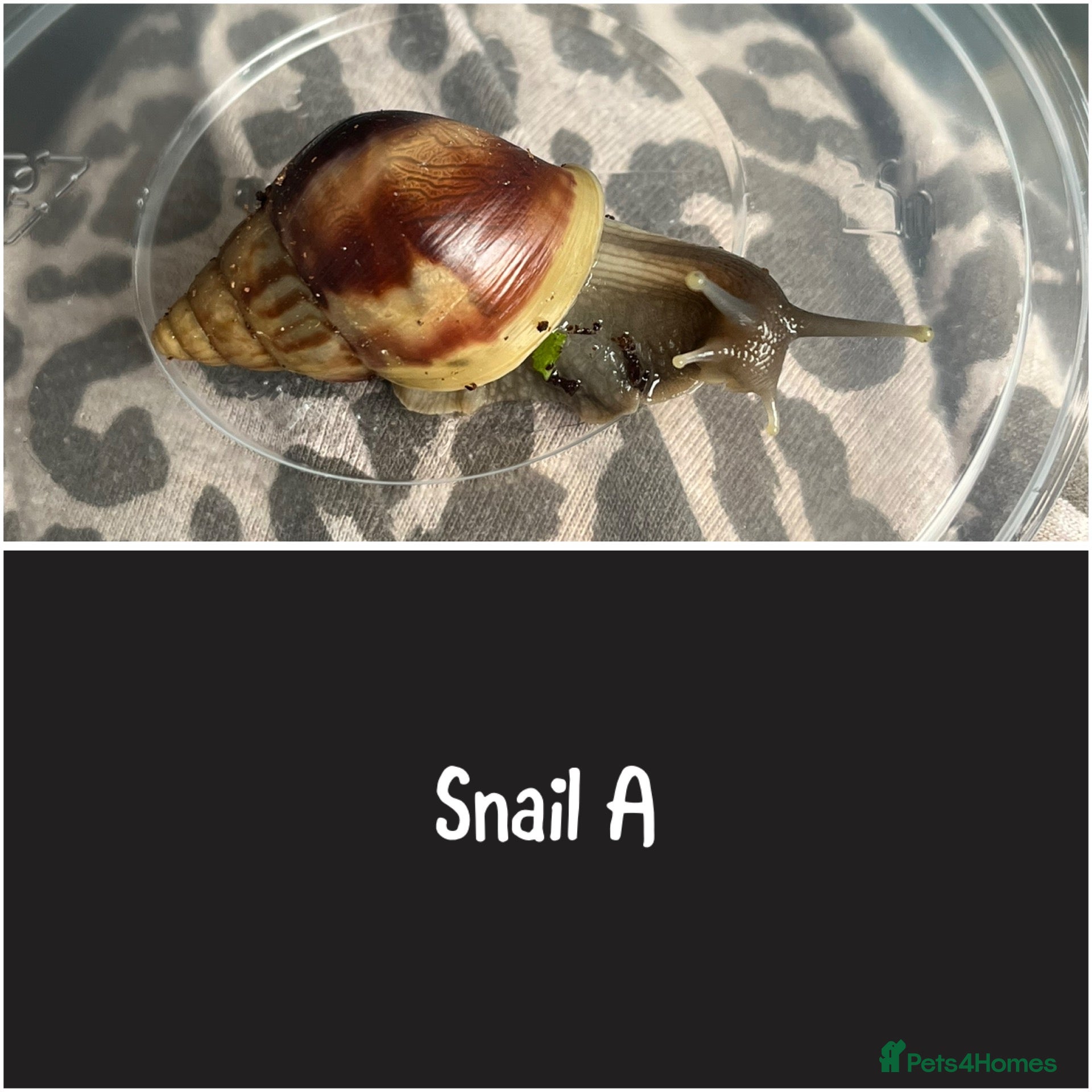 Snails invertebrates Giant African land snails (Lissachatina fulica)  - Advert 10