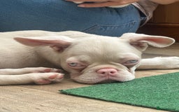 French Bulldog dogs for sale: French bulldog puppies  - Image 23