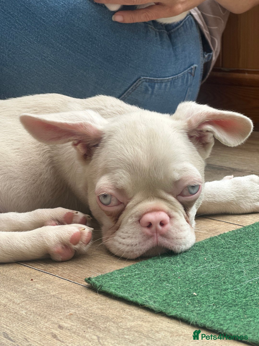 French Bulldog dogs for sale: French bulldog puppies  - Image 23