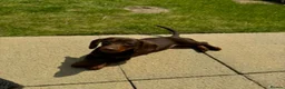 Dachshund dogs for sale: Looking for a loving forever home for our girl in Manchester - Advert 4