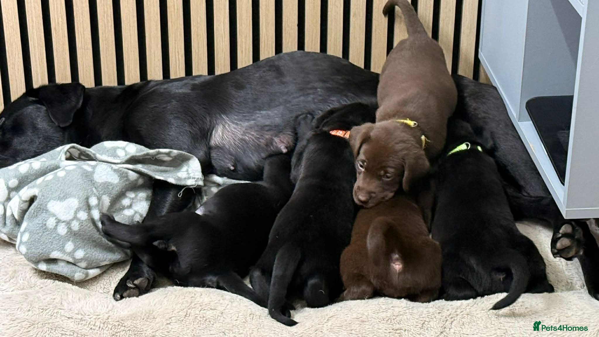 Labrador Retriever dogs Beautiful Labrador puppies for sale🥰 - Advert 17