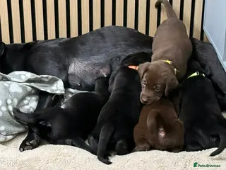 Labrador Retriever dogs Beautiful Labrador puppies for sale🥰 - Advert 9