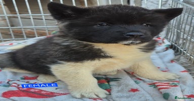 Akita dogs AMERICAN AKITA BLACK MASK BEARS - Advert 8