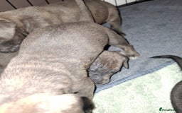Mixed Breed dogs for sale: Stunning cane corso cross pups - Image 11