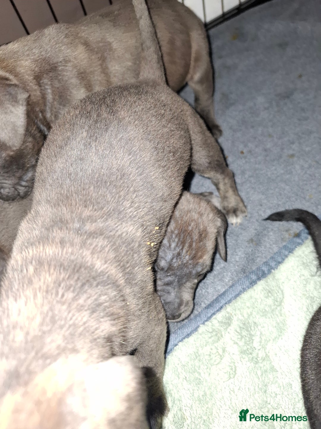 Mixed Breed dogs for sale: Stunning cane corso cross pups - Image 11