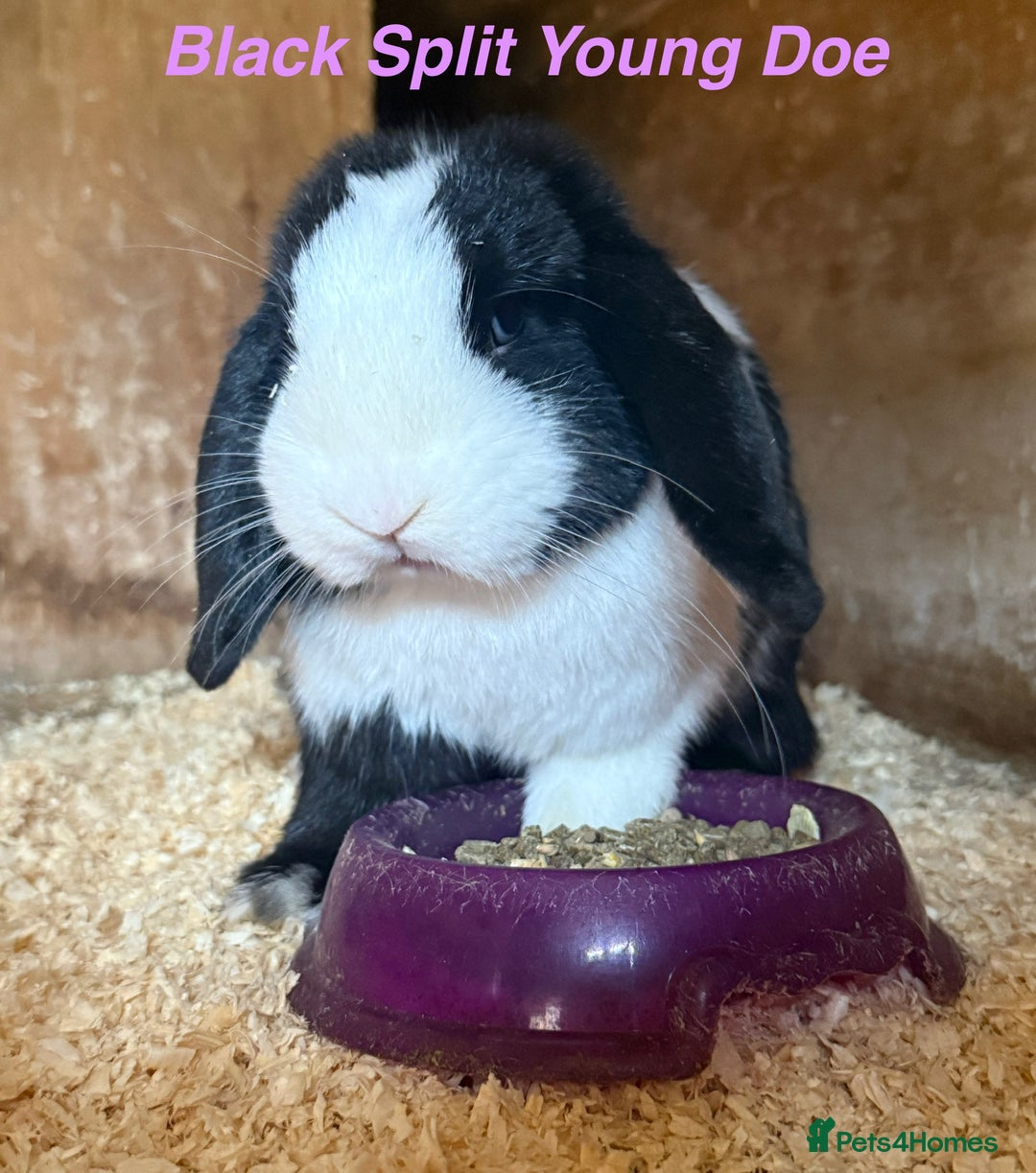 Mini Lop rabbits for sale: Mini Lops Bunnies. READ DESCRIPTION - Updated 22/7 in Chard - Image 25
