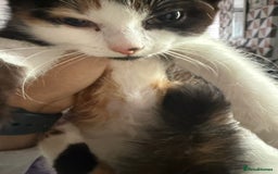 British Longhair cats for sale: 5 beautiful kittens for sale - Image 9