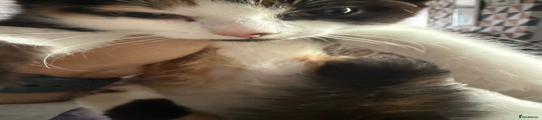 British Longhair Kitten 5