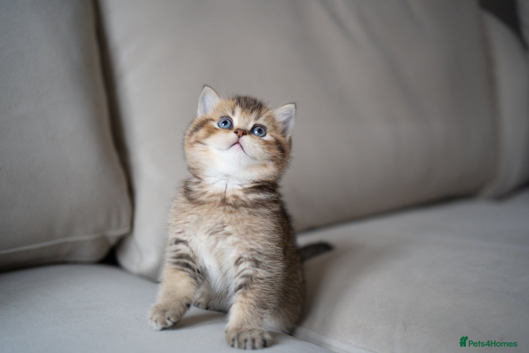 British Shorthair cats for sale: 1 girl available  - Advert 2