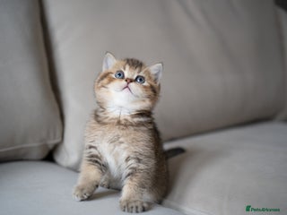 British Shorthair cats ✨Unique British 1 boy left ! - Advert 15