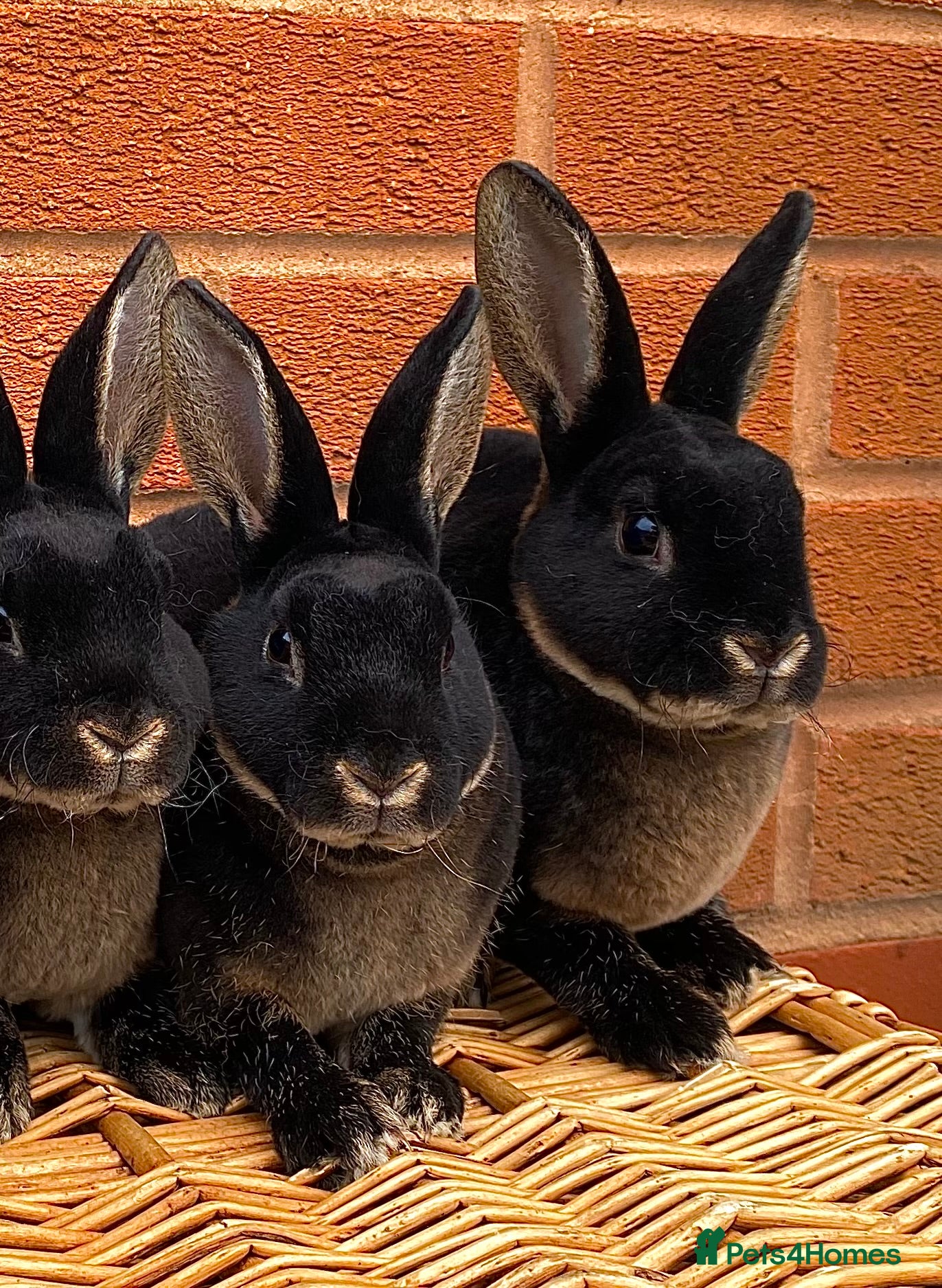 Rex rabbits 2 mini rex brothers  - Advert 1