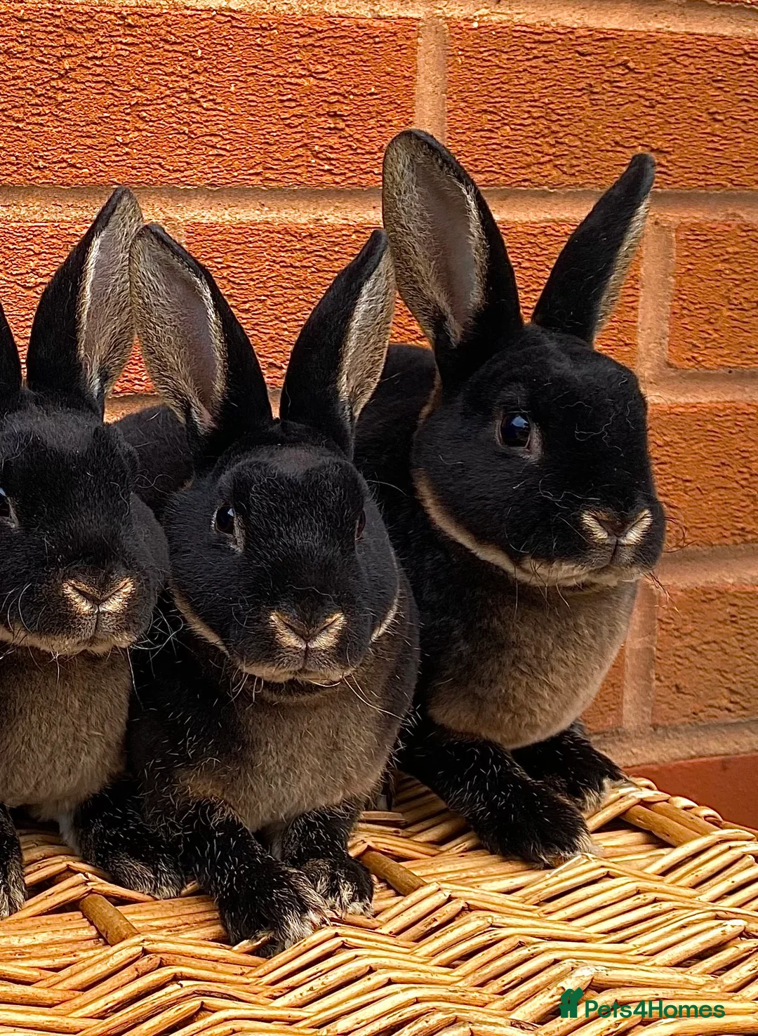 Rex rabbits for sale: 2 mini rex brothers  - Advert 1