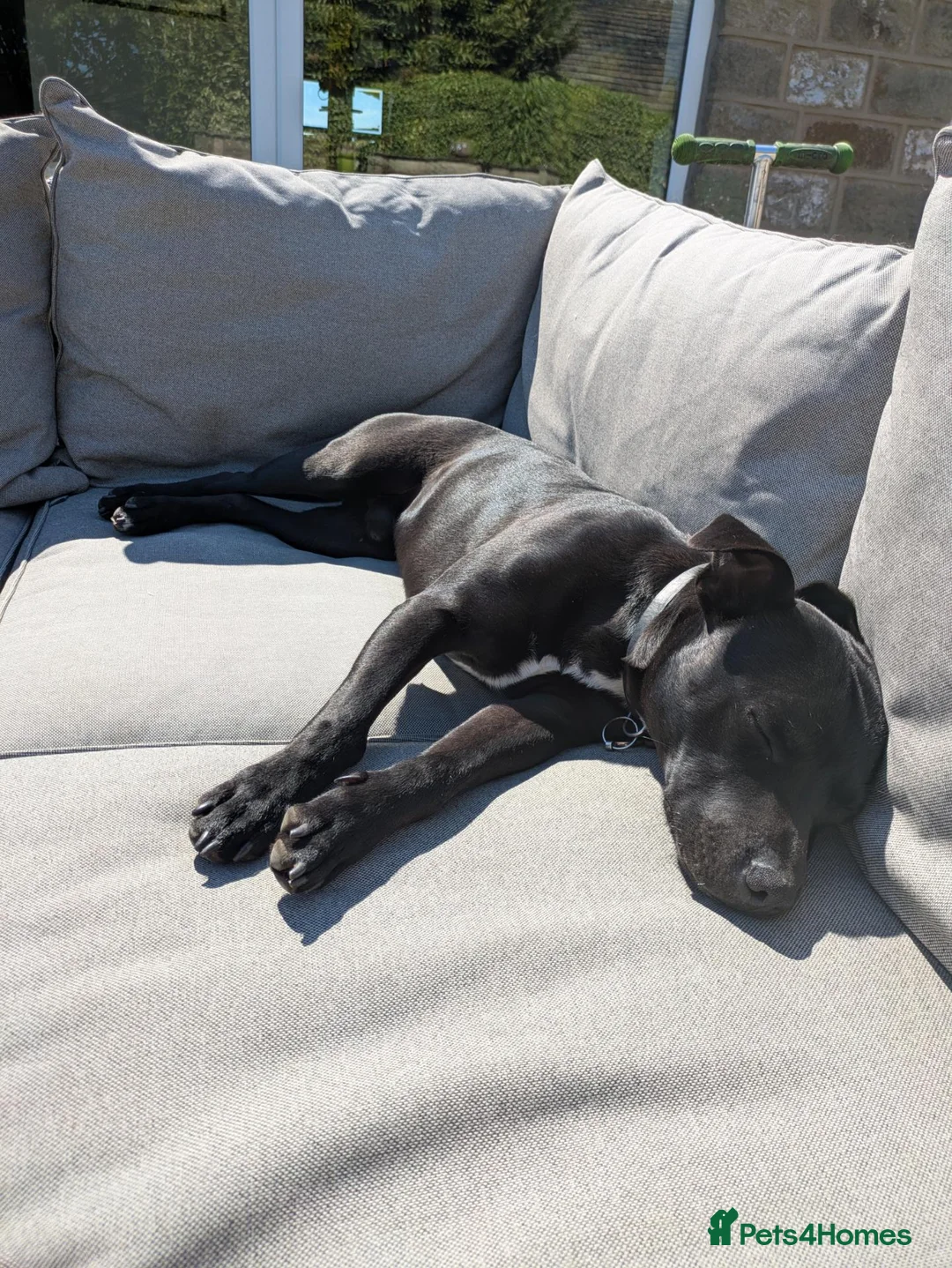 Mixed Breed dogs for sale: Smudge - 2 year old Staffie cross in Leeds - Advert 8