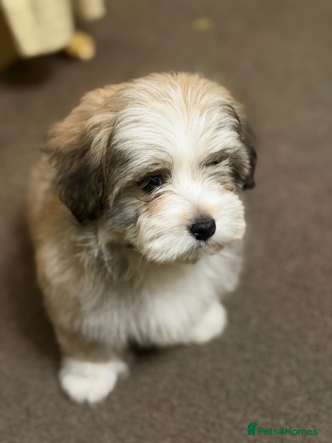 Havanese dogs for sale: ***Amazing Havanese Puppies *** - Advert 17