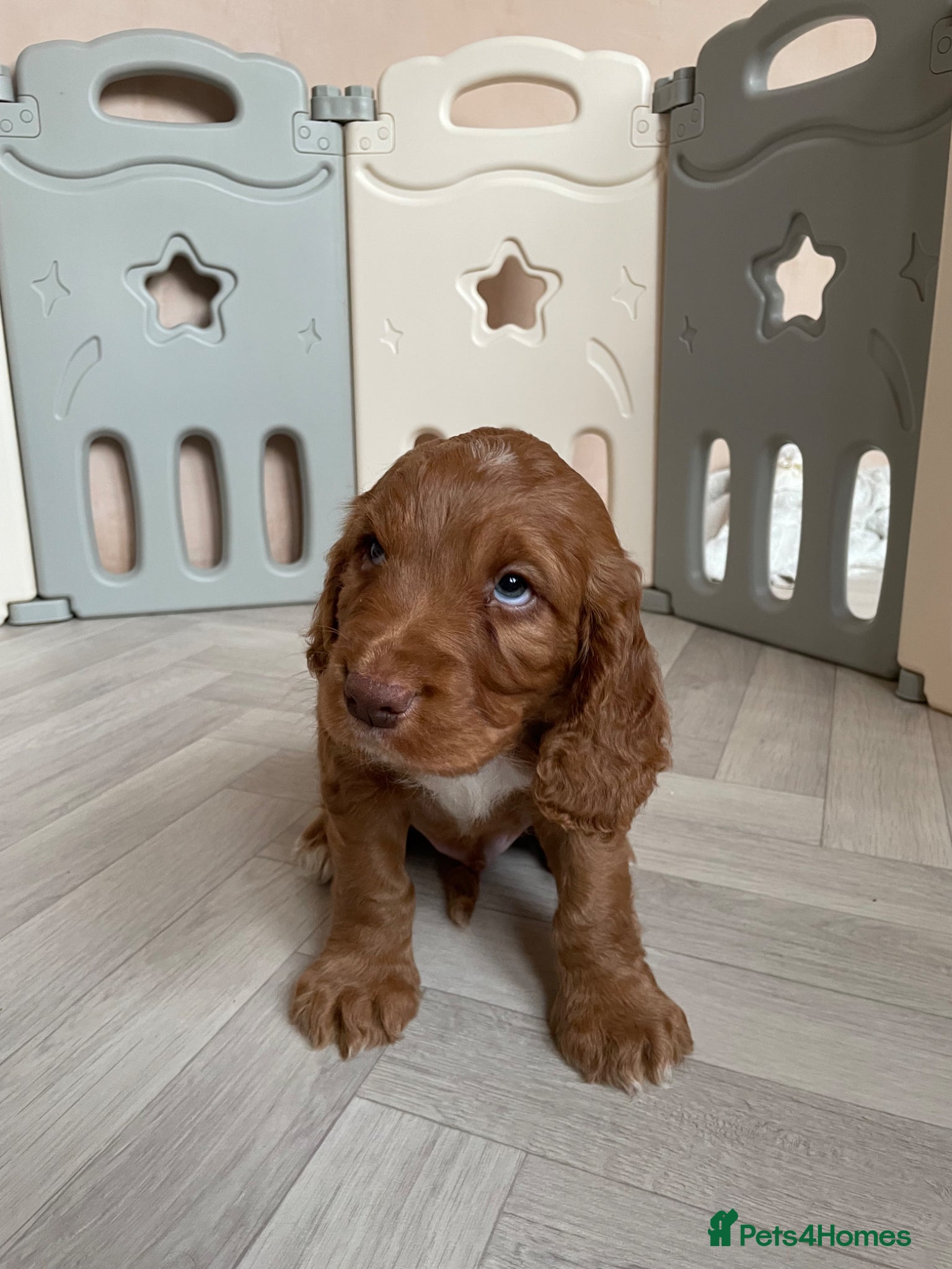 Cocker Spaniel dogs Strong Thick Coated Beautiful Working Cocker Pups - Advert 2