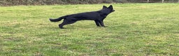 German Shepherd dogs for sale: Outstanding All Black Male  - Advert 18