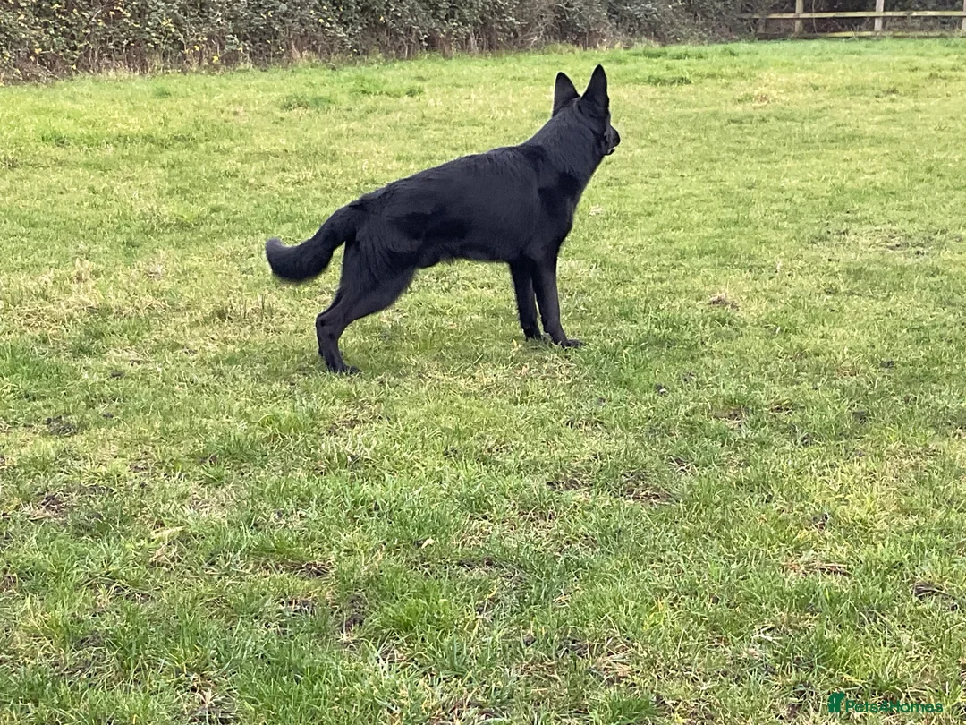 German Shepherd dogs for sale: Outstanding All Black Male  - Advert 18