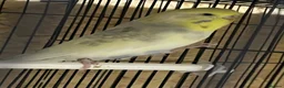 Budgerigars birds for sale: Pair of budgies  - Advert 1
