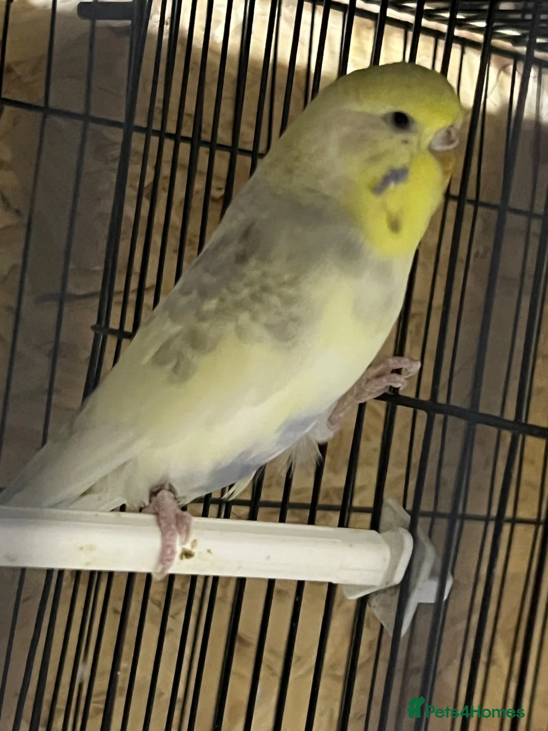 Budgerigars birds for sale: Pair of budgies  - Advert 1
