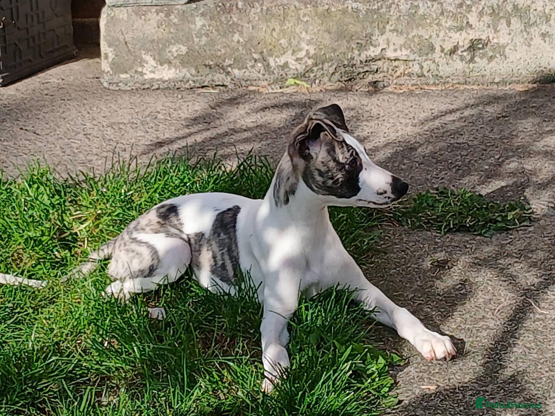 Whippet dogs KC Registered whippet puppies  - Advert 9